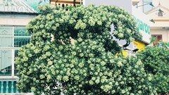  Chuyện từ cây hoa sữa