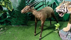 Chiêm ngưỡng tiêu bản “Kỳ Lân châu Á” tại triển lãm Vì sự sống bền vững cho thiên nhiên và con người