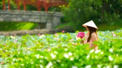 Ngỡ ngàng hồ sen bên Vịnh di sản đẹp như tranh vẽ