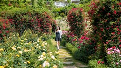 Lạc bước vào thiên đường hoa hồng trên đỉnh Fansipan