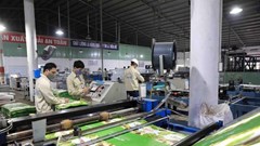 Thuận Đức (TDP) sắp chào bán hơn 22 triệu cổ phiếu cho cổ đông hiện hữu