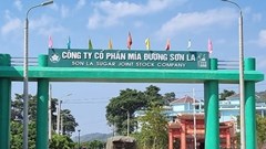 Mía đường Sơn La (SLS) sắp chia cổ tức 150% bằng tiền