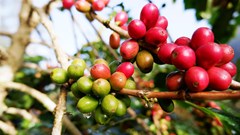 Giá cà phê hôm nay 16.10: Thị trường nội địa giảm nhẹ, thế giới biến động trái chiều