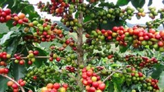 Giá cà phê hôm nay 21.10: Ổn định tại Tây Nguyên, thế giới biến động trái chiều