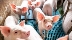 Giá heo hơi hôm nay 24.10: Nguồn cung dồi dào, nhu cầu chưa bứt phá