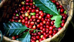 Giá cà phê hôm nay 26.10: Trong nước nhích nhẹ, nối dài đà phục hồi