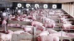 Giá heo hơi hôm nay 27.11: Miền Trung – Tây Nguyên nhích nhẹ, hai miền còn lại giữ ổn định