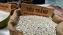 Giá tiêu hôm nay 1.12: Thị trường giữ nhịp ổn định, tiêu Việt Nam tiếp tục neo cao