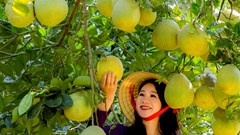 Phú Thọ: Hỗ trợ chi phí phát triển sản xuất cây trồng chủ lực