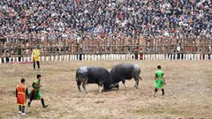 Phú Thọ: Khai mạc Lễ hội chọi trâu cổ xưa nhất Việt Nam