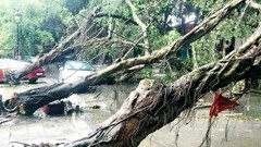 Phú Thọ: Khắc phục nhanh thiệt hại do mưa dông, gió giật tại khu di tích lịch sử Đền Hùng