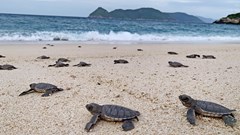 Điểm tin du lịch ngày 22.4: Việt Nam lọt top 7 điểm đến trải nghiệm thả rùa biển toàn cầu