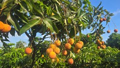 Hải Phòng: Vải thiều Thanh Hà bắt đầu vào vụ - thị trường hàng khan hiếm, được giá bán