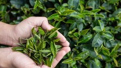 Trà xanh có nhiều lợi ích, nhưng uống sai cách có thể gây hậu quả khó lường