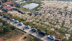 Khám phá mùa hoa mận Mộc Châu