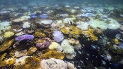 Nắng nóng 3 năm liên tiếp tẩy trắng một nửa rạn san hô toàn cầu