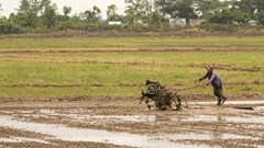 Siêu El Nino có thể đe dọa 350.000ha lúa đông xuân tại ĐBSCL