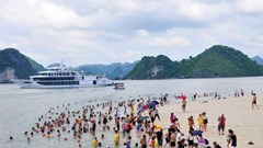 Khuyến cáo sứa lửa độc gây bỏng rát tại các bãi tắm ở Quảng Ninh
