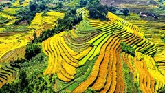 Hội Mùa vàng xã Lục Hồn hứa hẹn nhiều trải nghiệm hấp dẫn