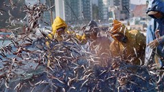 Lao động tay nghề cao ở Hàn Quốc lương trên 2.000 USD