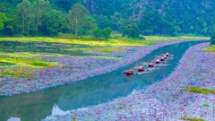 Ngắm nhìn hoa súng nhuộm hồng dòng Ngô Đồng ở Ninh Bình