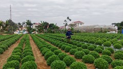 Nhiều làng hoa lớn ở Ninh Bình hối hả vào vụ Tết