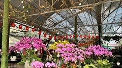 Ninh Bình: Có 31 địa điểm tổ chức Chợ hoa Xuân Tết Bính Ngọ 2026