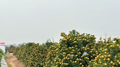 “Thủ phủ” quất cảnh ở Ninh Bình tất bật vào Tết