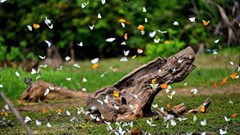 Rực rỡ mùa bướm rừng Cúc Phương