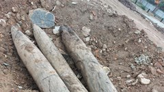 Ninh Bình: Phát lộ 3 cọc gỗ cổ, nghi vấn trận địa phòng thủ thời Trần