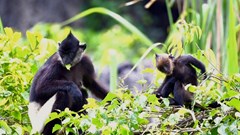 Ninh Bình: Bước ngoặt mới trong bảo tồn Voọc mông trắng