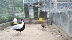 Động vật quý, hiếm được quy định nuôi trong điều kiện nào?