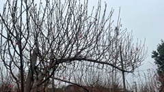 Vườn đào Nhật Tân bắt đầu nhộn nhịp khách trước Tết Bính Ngọ