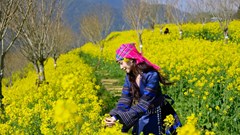 Lạc lối với thiên đường hoa cải vàng tại Fansipan