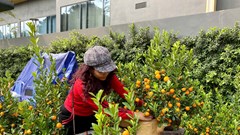 Quất, đào xuống phố, Thủ đô ngập sắc xuân