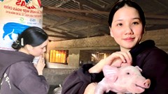 Cô gái gen Z “trốn phố, về quê” nuôi lợn