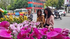 Thị trường hoa lan Tết rộn ràng trên khắp các nẻo đường xứ Thanh 