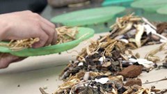 Người phụ nữ tử vong nghi do uống lá, rễ cây sắc chữa bệnh