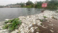 Chưa xác định được nguyên nhân cá chết bất thường trên suối Cổ Đam