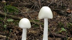 Hai vợ chồng tử vong sau bữa ăn canh nấm rừng