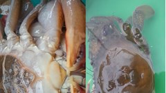 Thu hồi 570 triệu đồng từ nhiệm vụ khoa học và công nghệ nuôi cua lột