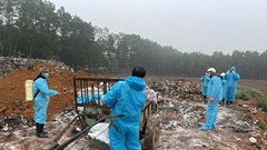 Gần 10 tấn lợn bị tiêu hủy ở Thanh Hóa vì dịch tái bùng phát