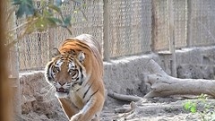 UBND cấp xã “chịu trách nhiệm” nếu xuất hiện tụ điểm buôn bán động vật hoang dã