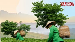 Chè shan tuyết mở lối sinh kế cho người dân rẻo cao vùng biên viễn