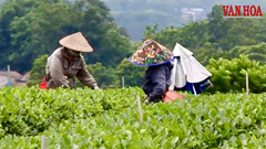 Du lịch cộng đồng mở hướng đi mới cho vùng chè Thái Nguyên