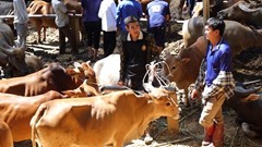 Chợ buôn bán gia súc lớn tại miền Bắc tạm dừng hoạt động vì dịch bệnh