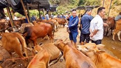 Chợ gia súc lớn nhất miền núi phía Bắc mở cửa trở lại