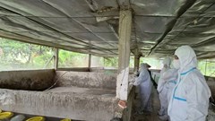 Quy trách nhiệm chủ tịch xã, phường nếu để dịch bùng phát do chủ quan, lơ là
