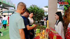 Văn hóa chè mở hướng phát triển du lịch cho Tân Cương
