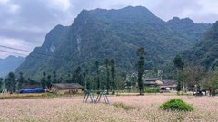 Mùa hoa Tam giác mạch tạo sức hút du lịch ở Cao nguyên đá Tuyên Quang